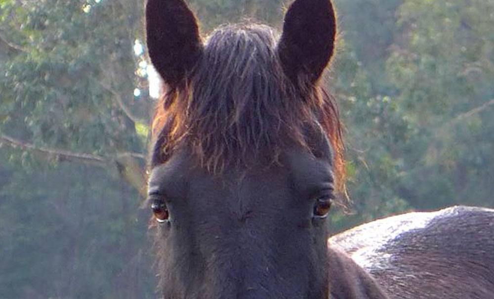 eye conditions horses